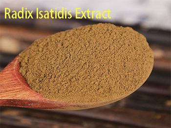 What Is Radix Isatidis Extract Used For